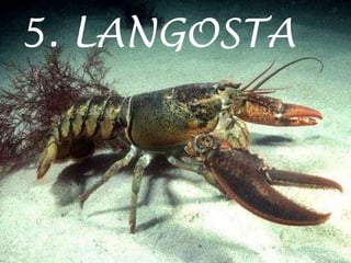 5. LANGOSTA
 