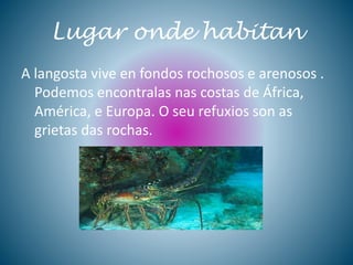 Lugar onde habitan
A langosta vive en fondos rochosos e arenosos .
Podemos encontralas nas costas de África,
América, e Europa. O seu refuxios son as
grietas das rochas.
 