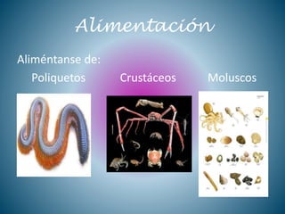 Alimentación
Aliméntanse de:
Poliquetos Crustáceos Moluscos
 