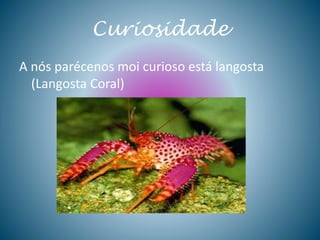 Curiosidade
A nós parécenos moi curioso está langosta
(Langosta Coral)
 