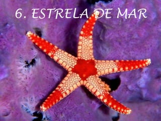 6. ESTRELA DE MAR
 