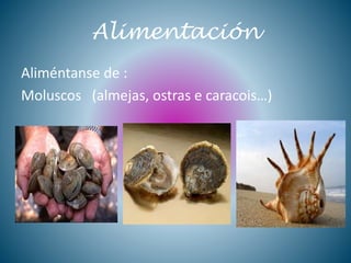 Alimentación
Aliméntanse de :
Moluscos (almejas, ostras e caracois…)
 