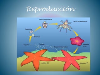 Reproducción
 