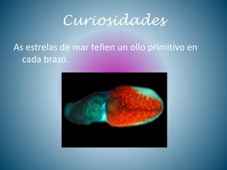 Curiosidades
As estrelas de mar teñen un ollo primitivo en
cada brazo.
 