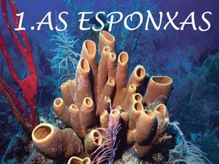 1.AS ESPONXAS
 