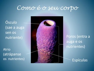 Como é o seu corpo
Ósculo
(sae a auga
sen os
nutriente)
Atrio
(atrápanse
os nutrientes)
Poros (entra a
auga e os
nutrientes)
Espículas
 