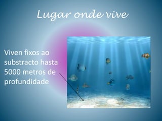 Lugar onde vive
Viven fixos ao
substracto hasta
5000 metros de
profundidade
 