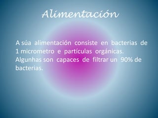 Alimentación
A súa alimentación consiste en bacterias de
1 micrometro e partículas orgánicas.
Algunhas son capaces de filtrar un 90% de
bacterias.
 