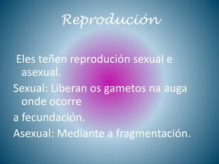 Reprodución
Eles teñen reprodución sexual e
asexual.
Sexual: Liberan os gametos na auga
onde ocorre
a fecundación.
Asexual: Mediante a fragmentación.
 