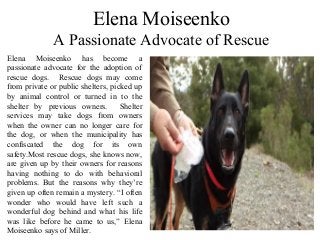 Elena Moiseenko
A Passionate Advocate of Rescue
Elena Moiseenko has become a
passionate advocate for the adoption of
rescue dogs. Rescue dogs may come
from private or public shelters, picked up
by animal control or turned in to the
shelter by previous owners. Shelter
services may take dogs from owners
when the owner can no longer care for
the dog, or when the municipality has
confiscated the dog for its own
safety.Most rescue dogs, she knows now,
are given up by their owners for reasons
having nothing to do with behavioral
problems. But the reasons why they’re
given up often remain a mystery. “I often
wonder who would have left such a
wonderful dog behind and what his life
was like before he came to us,” Elena
Moiseenko says of Miller.
 