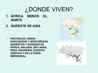 ¿DONDE VIVEN?
1. ÁFRICA      MENOS       EL
   NORTE
2. SURESTE DE ASIA


•   PASTIZALES, ZONAS
    PANTANOSAS Y MONTAÑOSA...