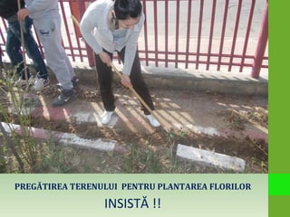 PREGĂTIREA TERENULUI PENTRU PLANTAREA FLORILOR
INSISTĂ !!
 