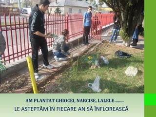 AM PLANTAT GHIOCEI, NARCISE, LALELE……..
LE ASTEPTĂM ÎN FIECARE AN SĂ ÎNFLOREASCĂ
 