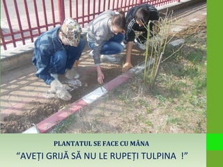 PLANTATUL SE FACE CU MÂNA
“AVEŢI GRIJĂ SĂ NU LE RUPEŢI TULPINA !”
 