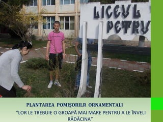 PLANTAREA POMIŞORILR ORNAMENTALI
“LOR LE TREBUIE O GROAPĂ MAI MARE PENTRU A LE ÎNVELI
RĂDĂCINA”
 