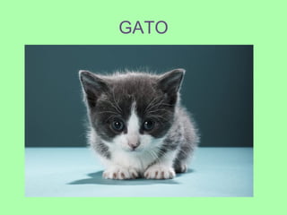 GATO
 