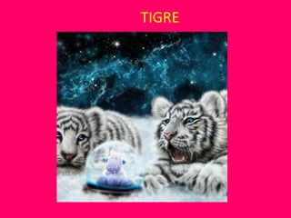 TIGRE
 