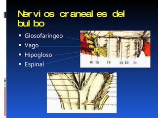 Nervios craneales del bulbo Glosofaringeo Vago Hipogloso Espinal 