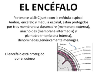 EL ENCÉFALO
Pertenece al SNC junto con la médula espinal.
Ambos, encéfalo y médula espinal, están protegidos
por tres membranas: duramadre (membrana externa),
aracnoides (membrana intermedia) y
piamadre (membrana interna),
denominadas genéricamente meninges.
El encéfalo está protegido
por el cráneo
 