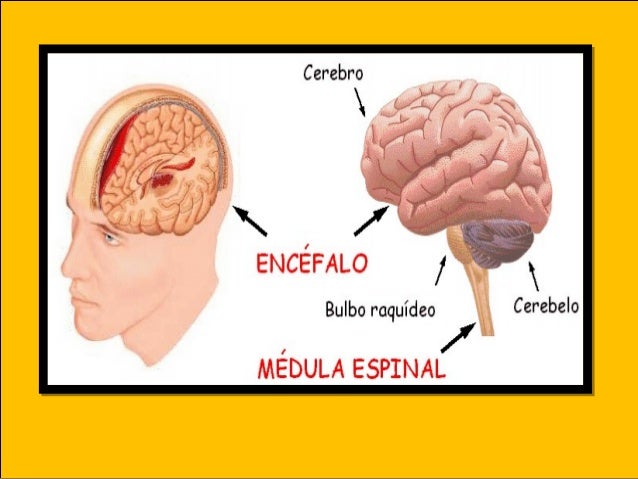 El encefalo