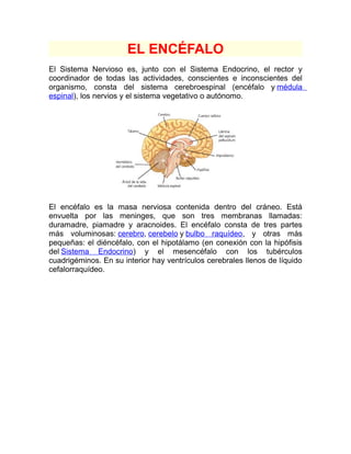 EL ENCÉFALO
El Sistema Nervioso es, junto con el Sistema Endocrino, el rector y
coordinador de todas las actividades, conscientes e inconscientes del
organismo, consta del sistema cerebroespinal (encéfalo y médula
espinal), los nervios y el sistema vegetativo o autónomo.




El encéfalo es la masa nerviosa contenida dentro del cráneo. Está
envuelta por las meninges, que son tres membranas llamadas:
duramadre, piamadre y aracnoides. El encéfalo consta de tres partes
más voluminosas: cerebro, cerebelo y bulbo raquídeo, y otras más
pequeñas: el diéncéfalo, con el hipotálamo (en conexión con la hipófisis
del Sistema Endocrino) y el mesencéfalo con los tubérculos
cuadrigéminos. En su interior hay ventrículos cerebrales llenos de líquido
cefalorraquídeo.
 