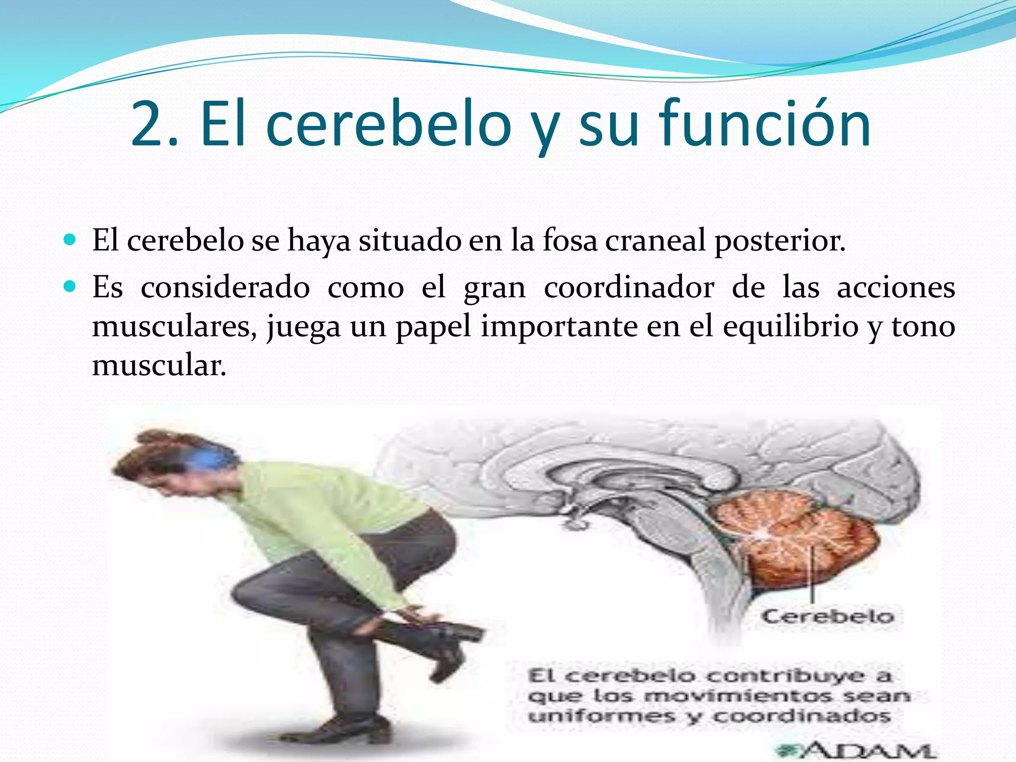 2. El cerebelo y su función
 El cerebelo se haya situado en la fosa craneal posterior.
 Es considerado como el gran coordinador de las acciones

musculares, juega un papel importante en el equilibrio y tono
muscular.

 