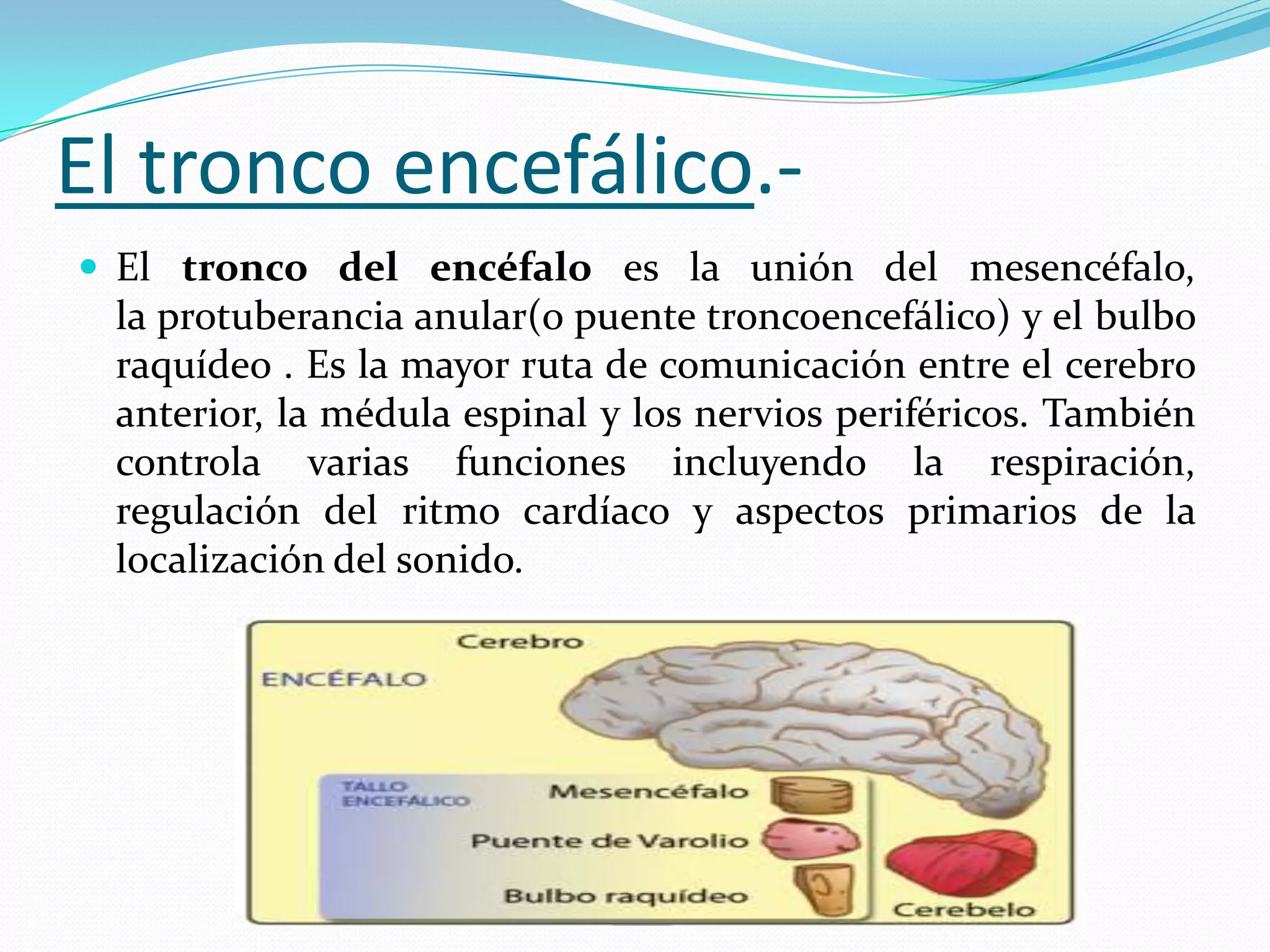 El tronco encefálico. El tronco del encéfalo es la unión del mesencéfalo,

la protuberancia anular(o puente troncoencefálico) y el bulbo
raquídeo . Es la mayor ruta de comunicación entre el cerebro
anterior, la médula espinal y los nervios periféricos. También
controla varias funciones incluyendo la respiración,
regulación del ritmo cardíaco y aspectos primarios de la
localización del sonido.

 