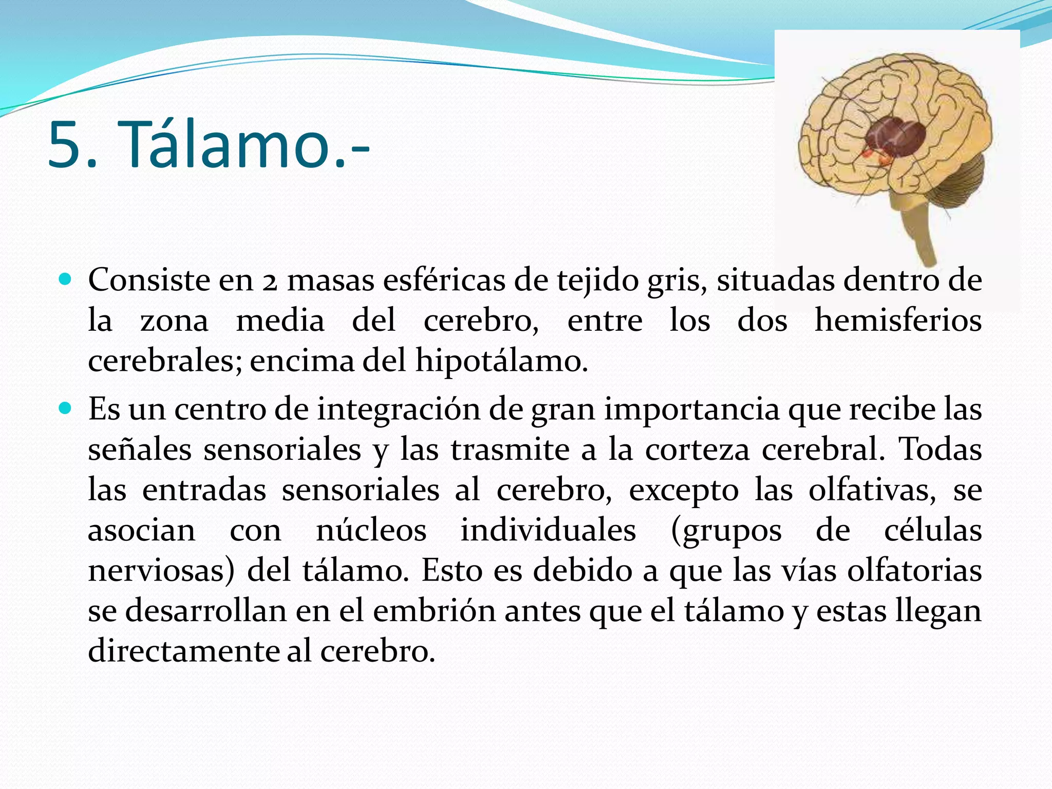 5. Tálamo. Consiste en 2 masas esféricas de tejido gris, situadas dentro de

la zona media del cerebro, entre los dos hemisferios
cerebrales; encima del hipotálamo.
 Es un centro de integración de gran importancia que recibe las
señales sensoriales y las trasmite a la corteza cerebral. Todas
las entradas sensoriales al cerebro, excepto las olfativas, se
asocian con núcleos individuales (grupos de células
nerviosas) del tálamo. Esto es debido a que las vías olfatorias
se desarrollan en el embrión antes que el tálamo y estas llegan
directamente al cerebro.

 