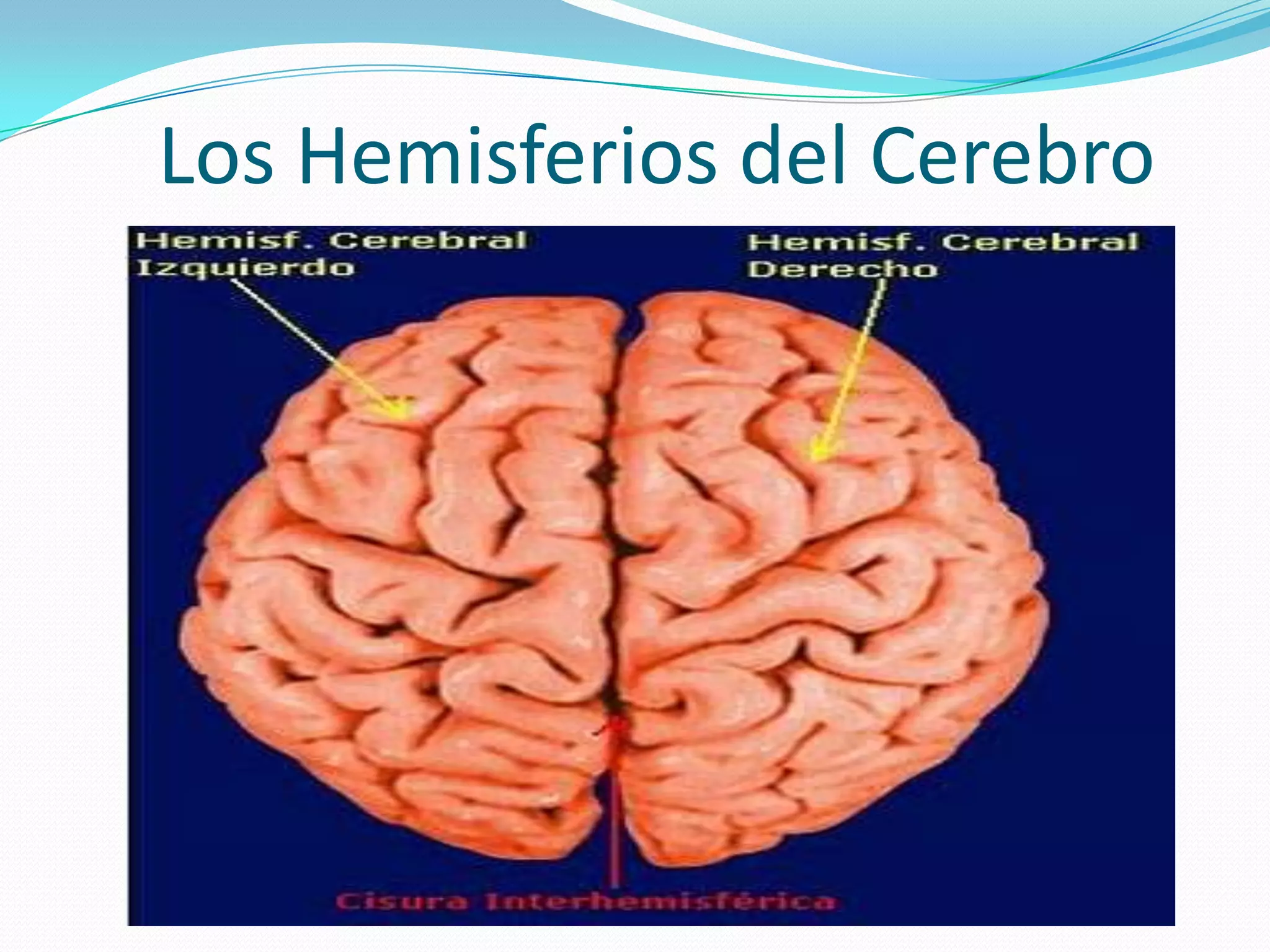 Los Hemisferios del Cerebro

 