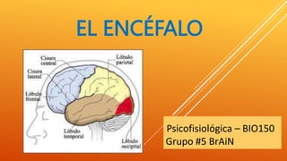 EL ENCÉFALO
Psicofisiológica – BIO150
Grupo #5 BrAiN
 