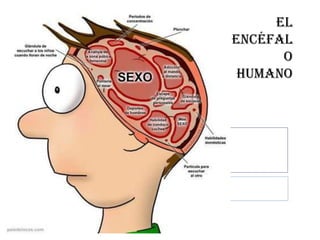 El
encéfal
      o
 humano
 