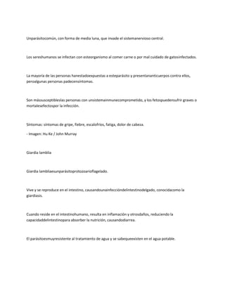 Unparásitocomún, con forma de media luna, que invade el sistemanervioso central.



Los sereshumanos se infectan con esteorganismo al comer carne o por mal cuidado de gatosinfectados.



La mayoría de las personas hanestadoexpuestas a esteparásito y presentananticuerpos contra ellos,
peroalgunas personas padecensíntomas.



Son mássusceptibleslas personas con unsistemainmunecomprometido, y los fetospuedensufrir graves o
mortalesefectospor la infección.



Síntomas: síntomas de gripe, fiebre, escalofríos, fatiga, dolor de cabeza.

- Imagen: Hu Ke / John Murray



Giardia lamblia



Giardia lambliaesunparásitoprotozoarioflagelado.



Vive y se reproduce en el intestino, causandounainfeccióndelintestinodelgado, conocidacomo la
giardiasis.



Cuando reside en el intestinohumano, resulta en inflamación y otrosdaños, reduciendo la
capacidaddelintestinopara absorber la nutrición, causandodiarrea.



El parásitoesmuyresistente al tratamiento de agua y se sabequeexisten en el agua potable.
 