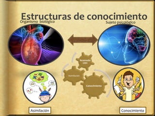 Estructuras	
  de	
  conocimiento	
  Organismo	
  	
  biológico	
   Sujeto	
  psicológico	
  
Conocimiento	
  
Asimilación	
  
Acomoda
ción	
  
Asimilación	
   Conocimiento	
  
 