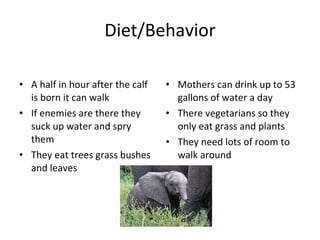 Diet/Behavior A half in hour after the calf is born it can walk If enemies are there they suck up water and spry them They eat trees grass bushes and leaves Mothers can drink up to 53 gallons of water a day There vegetarians so they only eat grass and plants They need lots of room to walk around 