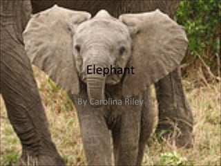 Elephant By Carolina Riley 