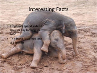 Interesting Facts Elephants spend sixteen hours a day looking for food The trunk is six feet long 8.1 meters