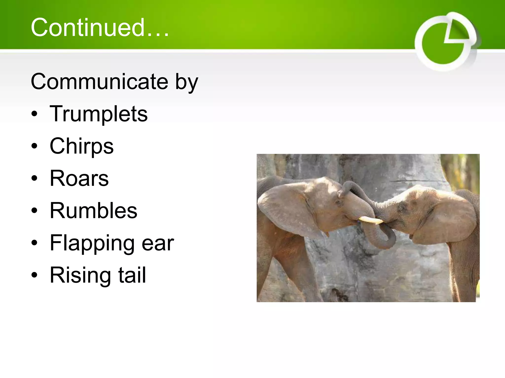 Continued…
Communicate by
• Trumplets
• Chirps
• Roars
• Rumbles
• Flapping ear
• Rising tail
 