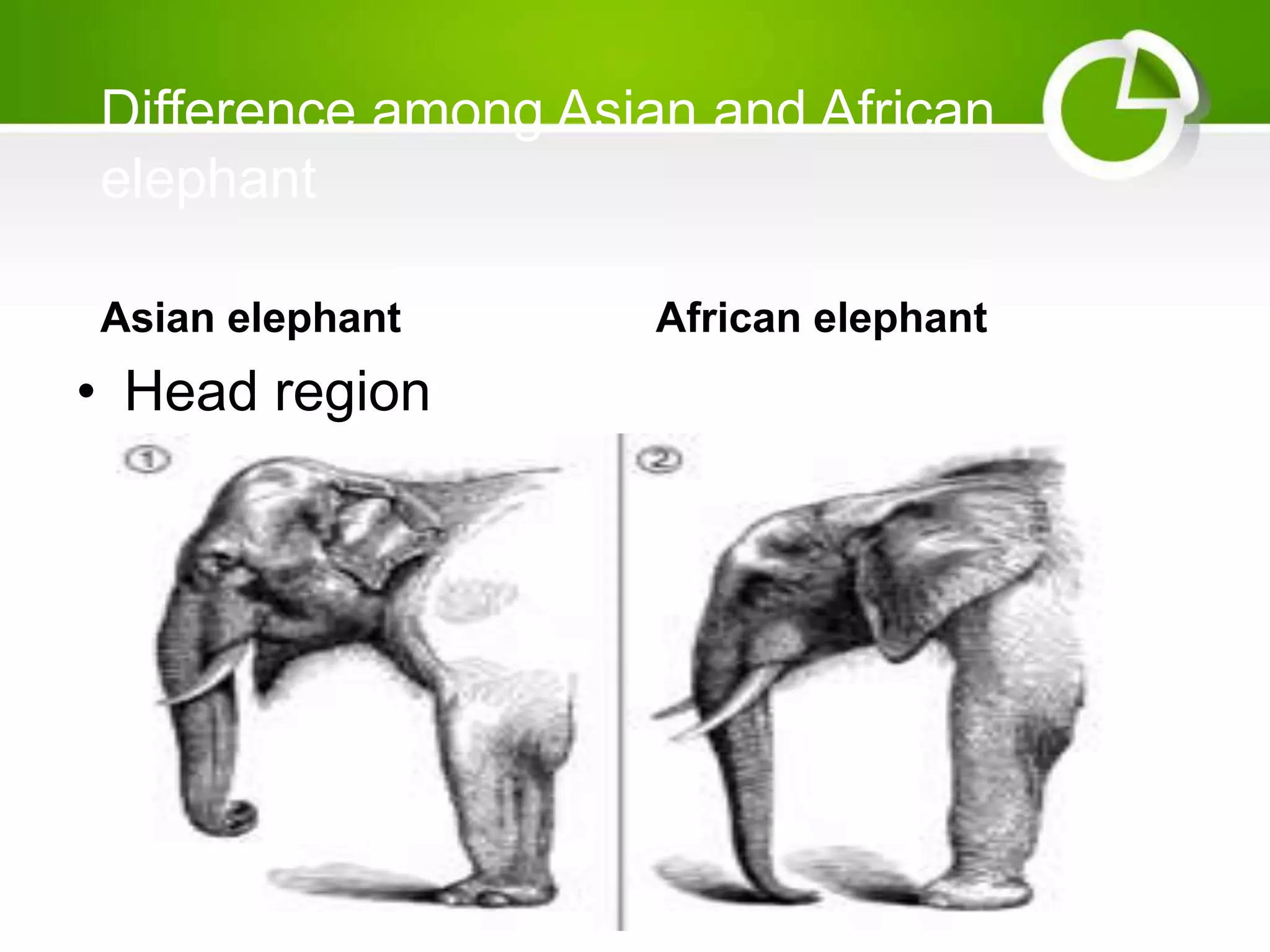 Difference among Asian and African
elephant
Asian elephant African elephant
• Head region
 