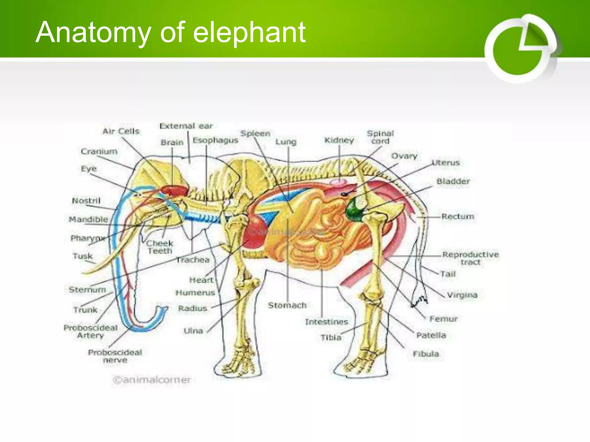 Anatomy of elephant
 