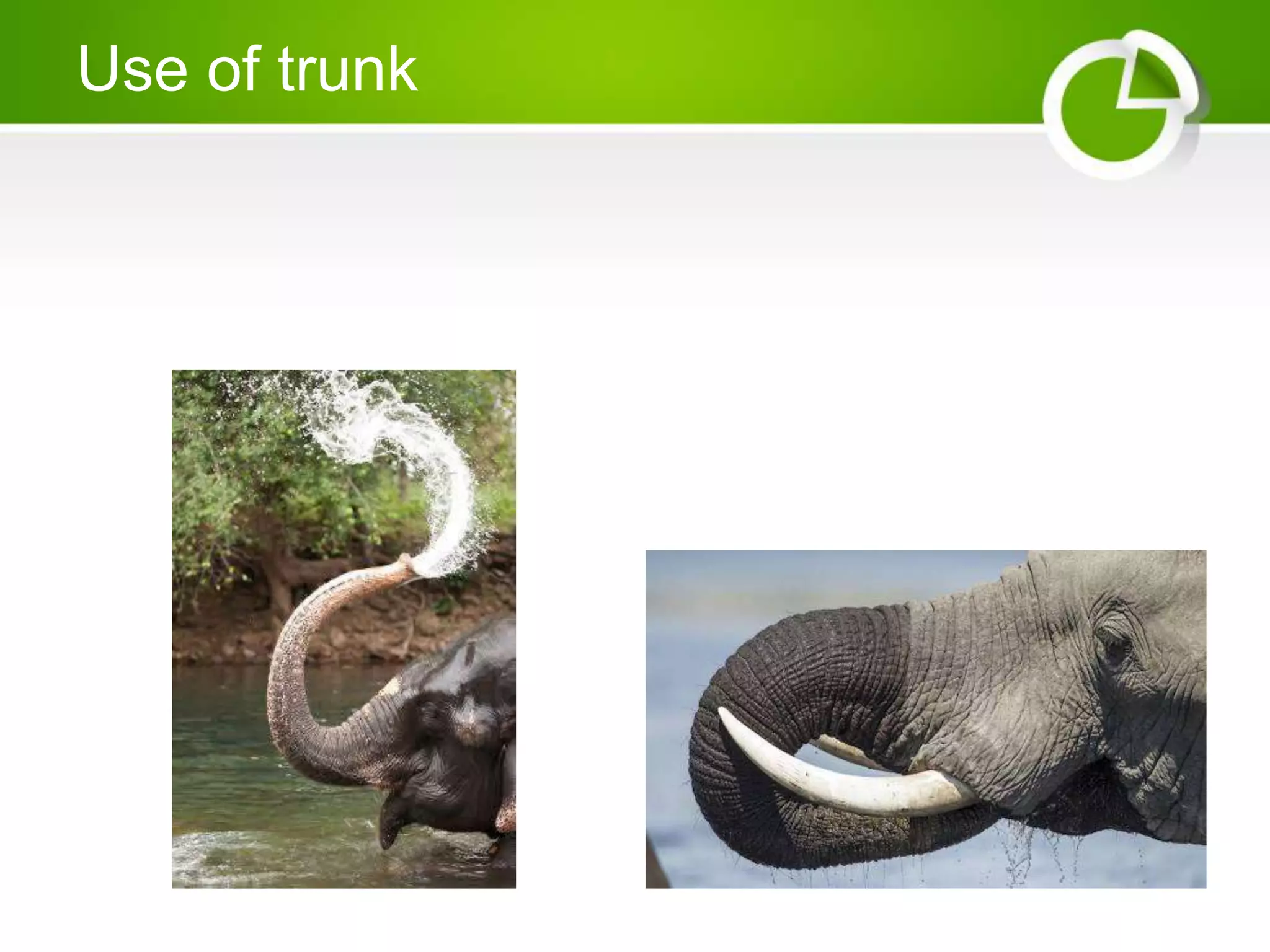 Use of trunk
 