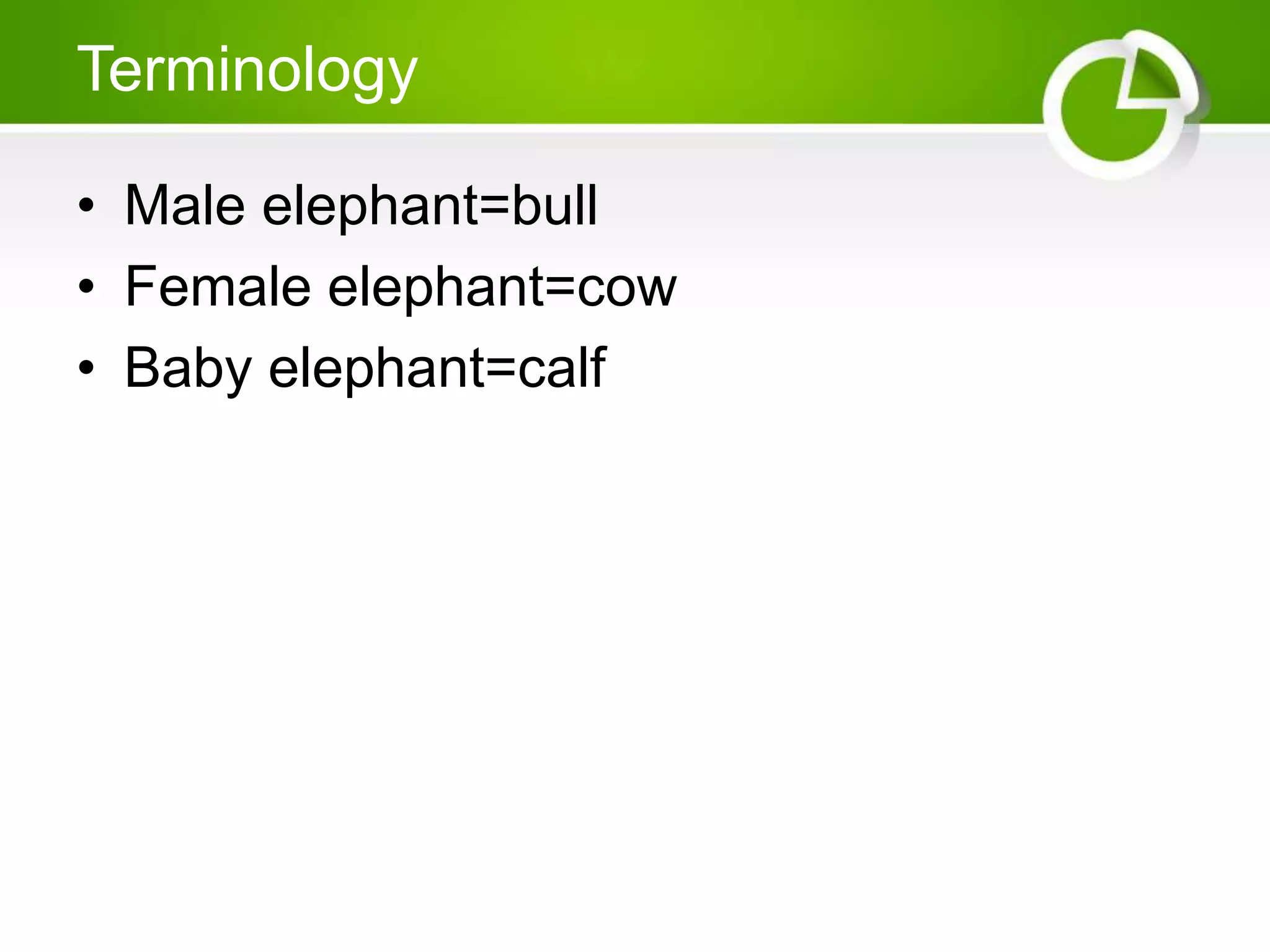 Terminology
• Male elephant=bull
• Female elephant=cow
• Baby elephant=calf
 