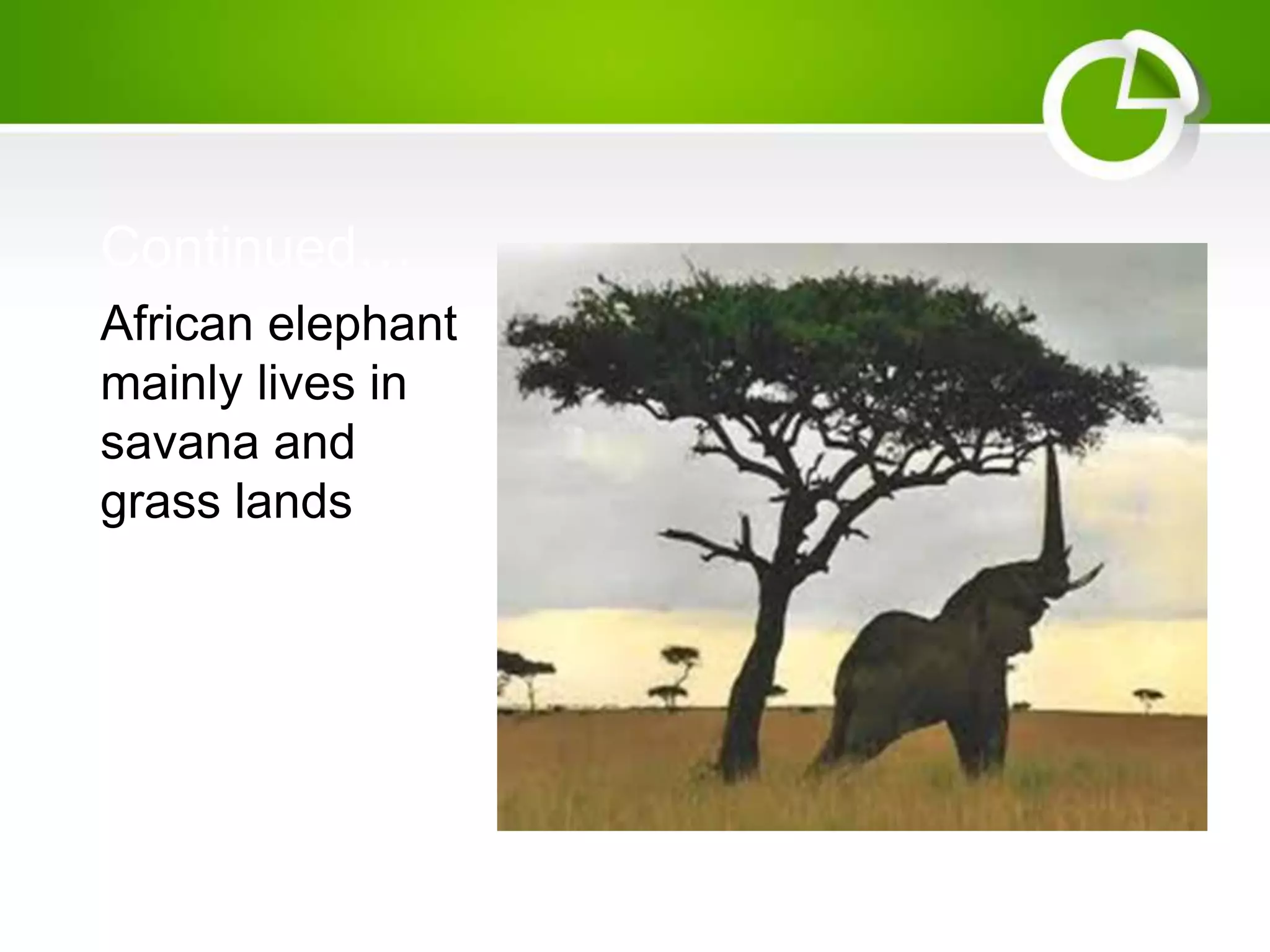 Continued…
African elephant
mainly lives in
savana and
grass lands
 