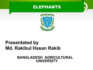 PRESENTED BY
Presentated by
Md. Rakibul Hasan Rakib
BANGLADESH AGRICULTURAL
UNIVERSITY
ELEPHANTS
 