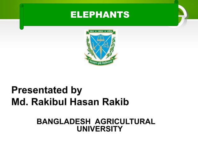presentation-on-elephant-ppt