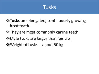 Tusks
Tusks are elongated, continuously growing
front teeth.
They are most commonly canine teeth
Male tusks are larger than female
Weight of tusks is about 50 kg.
 