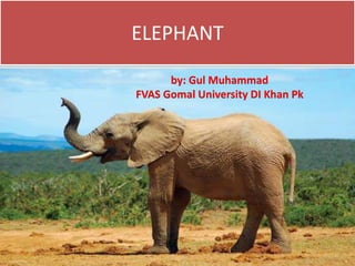 ELEPHANT
by: Gul Muhammad
FVAS Gomal University DI Khan Pk
 