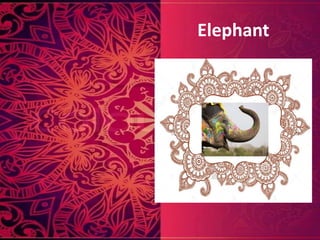 Elephant
 
