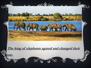 The king of elephants agreed and changed their
route.