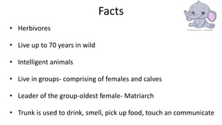 Facts
• Herbivores
• Live up to 70 years in wild
• Intelligent animals
• Live in groups- comprising of females and calves
• Leader of the group-oldest female- Matriarch
• Trunk is used to drink, smell, pick up food, touch an communicate
 