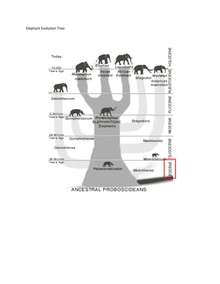Elephant Evolution Tree:
 